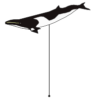 _images/minkewhale_high.png